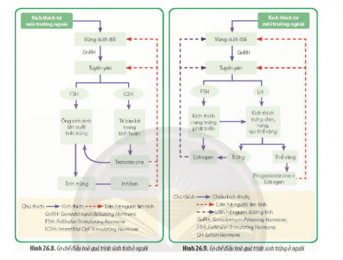 Quan sát Hình 26.8 và 26.9, phân tích quá trình điều hòa sinh tinh và điều hòa sinh trứng ở người.