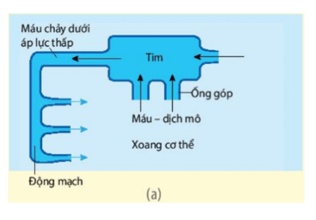 Nghiên cứu Hình 10.1 trang 62 và mô tả đường đi của máu (bắt đầu từ tim) trên sơ đồ hệ tuần hoàn hở và hệ tuần hoàn kín, từ đó đưa ra khái niệm hệ tuần hoàn hở và hệ tuần hoàn kín.