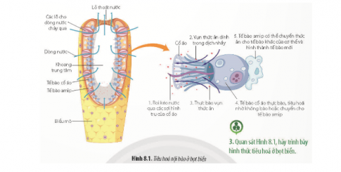  Quan sát hình 8.1, hãy trình bày hình thức tiêu hóa ở bọt biển