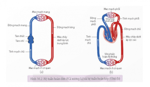 Nghiên cứu Hình 10.2 trang 63 và mô tả đường đi của máu (bắt đầu từ tim) trên sơ đồ hệ tuần hoàn đơn của Cá xương và hệ tuần hoàn kép của Thú, từ đó đưa ra khái niệm hệ tuần hoàn đơn và hệ tuần hoàn kép.