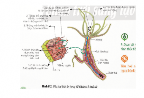 Quan sát Hình 8.2, hãy trình bày hình thức tiêu hóa ở thủy tức.
