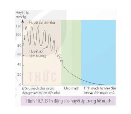 Quan sát Hình 10.7 trang 65, giải thích sự biến động huyết áp trong hệ thống mạch máu.