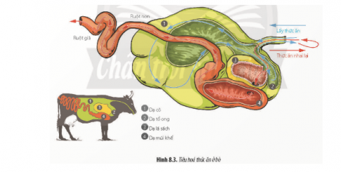 Quan sát Hình 8.3, hãy trình bày hình thức tiêu hóa ở bò.