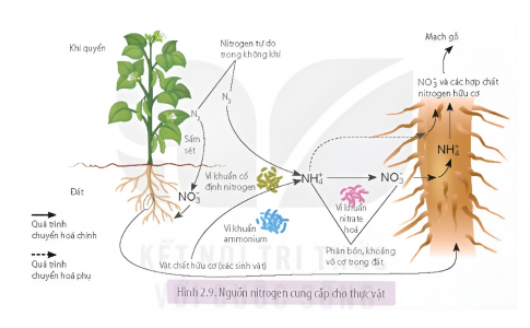 Dựa vào sơ đồ Hình 2.9 trang 16, kể tên các nguồn cung cấp nitrogen cho cây. Cho biết thực vật có thể sử dụng trực tiếp nitrogen tự do có trong không khí hay không?
