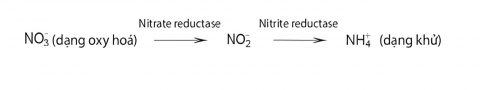 Nitrogen vô cơ (NH4+, NO3-) cây hấp thụ vào được chuyển hóa thành nitrogen trong các hợp chất hữu cơ (amino acid, protein,...) theo những cách nào?