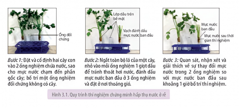 Trình bày kết quả thí nghiệm chứng minh sự hấp thụ nước, vận chuyển nước ở thân và thoát hơi nước ở lá. Giải thích kết quả các thí nghiệm.