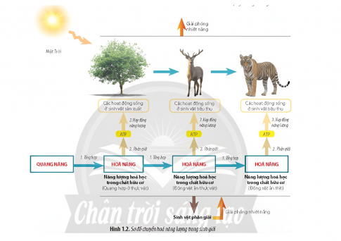 Quan sát Hình 1.2, hãy mô tả các giai đoạn chuyển hóa năng lượng trong sinh giới.