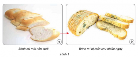 Thực phẩm ở hình 1, 2 đã thay đổi như thế nào về màu sắc, hình dạng,... sau thay đổi như thế nào và một khoảng thời gian? Vì sao?