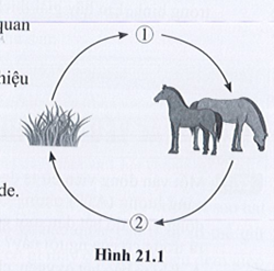 Trắc nghiệm KHTN 7 cánh diều bài 21 Hô hấp tế bào