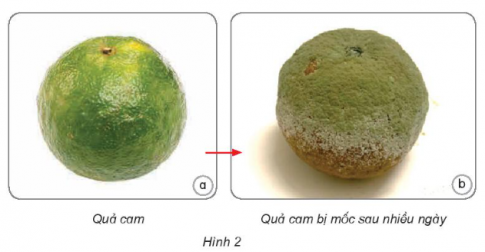 Thực phẩm ở hình 1, 2 đã thay đổi như thế nào về màu sắc, hình dạng,... sau thay đổi như thế nào và một khoảng thời gian? Vì sao?