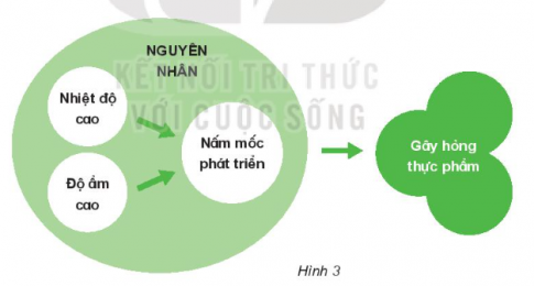  Những nguyên nhân nào có thể gây hỏng thực phẩm?