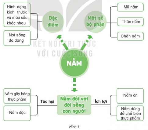 Dựa vào sơ đồ hình 1, hãy nêu đặc điểm, các bộ phận, ích lợi và tác hại của nấm đối với đời sống của con người và sinh vật.