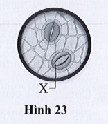 Trắc nghiệm KHTN 7 cánh diều bài 23 Trao đổi khí ở sinh vật