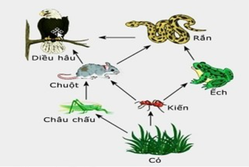 Chuỗi thức ăn trong lưới thức ăn sau có số mắt xích dài nhất là