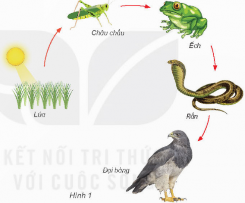 Quan sát chuỗi thức ăn sau và cho biết số mắt xích trong chuỗi