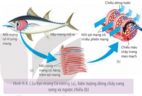 Nghiên cứu Hình 9.4 và 9.5, cho biết tạo sao hệ hô hấp của cá xương trao đổi khí với nước rất hiệu quả?