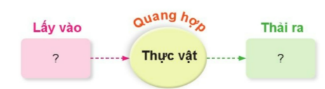 Vẽ sơ đồ sự trao đổi khí giữa thực vật với môi trường trong quá trình quang hợp theo gợi ý dưới đây.