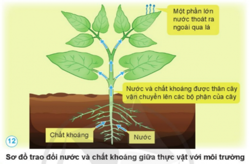 Nêu sự trao đổi nước và chất khoáng giữa thưc vật với môi trường theo gợi ý sau đây