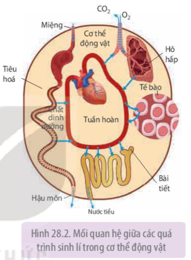 Nghiên cứu Hình 28.2, nêu mối quan hệ giữa: Tuần hoàn và bài tiết; Tiêu hóa và tuần hoàn