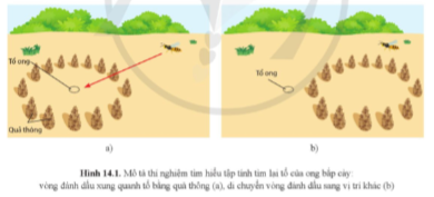 Ong bắp cày cái (Philanthus triangulum) có tập tính đi kiếm ăn xa tổ và tìm lại đúng tổ của nó giữa rất nhiều các tổ khác khi trở về