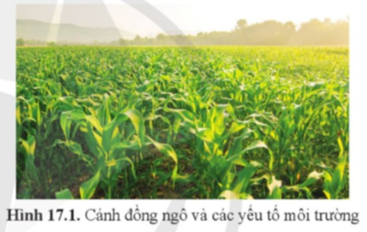 Quan sát hình 17.1, kể tên các yếu tố môi trường tác động đến cây ngô. Những yếu tố này ảnh hưởng như thế nào đến sinh trưởng và phát triển của cây ngô?