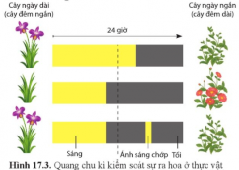 Quan sát hình 17.3, cho biết quang chu kì là gì?