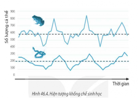 46.4. Quan sát Hình 464, diễn đạt bằng lời về sự tự điều chỉnh kích thước quần thể ăn thịt (Rắn) và kích thước quần thể con mồi (Ếch).