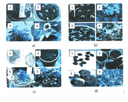 Bài tập 7. Sắp xếp các ảnh trong mỗi hình dưới đây theo đúng thứ tự các bước gieo hạt hoa, cây cảnh trong chậu.