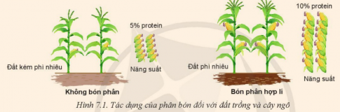 Giải bài 7 Một số loại phân bón thường dùng trong trồng trọt