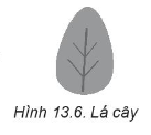 Thực hành: Hãy vẽ lá như hình 13.6