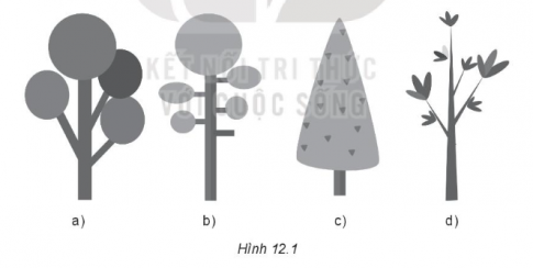 Thực hành: Em hãy vẽ các hình theo mẫu (Hinh 12.1)