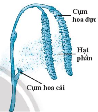 Trắc nghiệm KHTN 7 cánh diều bài 34 Các yếu tố ảnh hưởng đến sinh sản và điều khiển sinh sản ở sinh vật