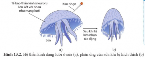  Sứa có hệ thần kinh dạng lưới → Ở sứa, khi bị kích thích tại một điểm, xung thần kinh từ điểm kích thích sẽ lan truyền khắp mạng lưới thần kinh và làm toàn bộ cơ thể co lại.