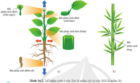 Quan sát hình 16.2 và cho biết vị trí, chức năng của các loại mô phân sinh ở thực vật.