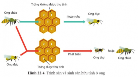 Quan sát 22.4, cho biết sự sinh ra ong chúa và ong thợ so với ong đực khác nhau như thế nào?