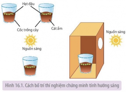 Trong cách bố trí thí nghiệm về tính hướng sáng (Hình 16.1) ở thực vật, nếu hộp giấy được đục lỗ ở phía trên, thẳng với cốc chứa hạt đậu thì có thể quan sát được phản ứng hướng sáng của cây đậu non hay không?