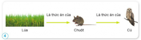 Trình bày chuỗi thức ăn ở hình 4, 5.