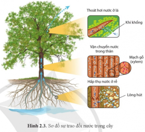 Quan sát hình 2.3 và cho biết sự trao đổi nước trong cây bao gồm những quá trình nào?
