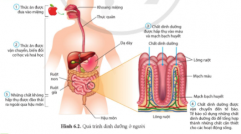 Quan sát và cho biết hình thức tiêu hóa của người và mỗi động vật trong hình 6.2, hình 6.3, hình 6.4.