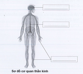 Viết tên các bộ phận của cơ quan thần kinh vào chỗ …… cho phù hợp