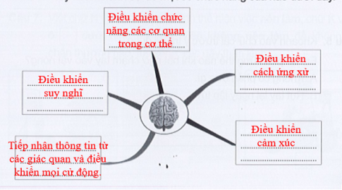 Hãy hoàn thành sơ đồ một số chức năng của não dưới đây