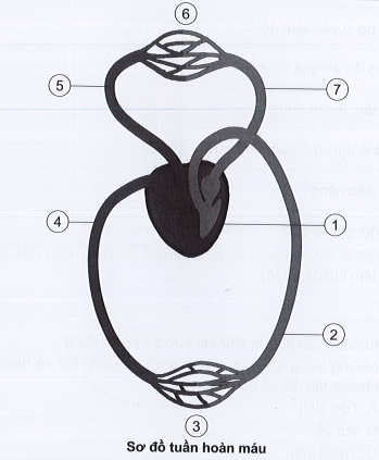 Quan sát “Sơ đồ tuần hoàn máu” để hoàn thành bảng dưới đây