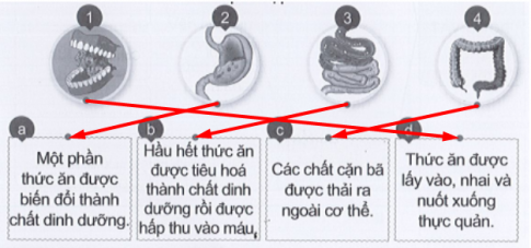 Nối hình với ô chữ cho phù hợp