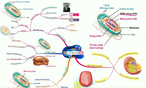 Từ kiến thức đã học, em hãy vẽ sơ đồ tư duy để phân biệt tế bào nhân sơ và tế bào nhân thực