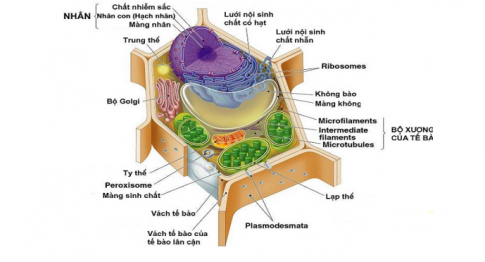 Từ kiến thức đã học, em hãy vẽ sơ đồ tư duy để phân biệt tế bào nhân sơ và tế bào nhân thực