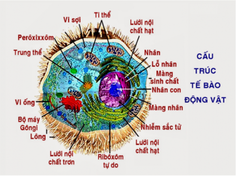 Từ kiến thức đã học, em hãy vẽ sơ đồ tư duy để phân biệt tế bào nhân sơ và tế bào nhân thực