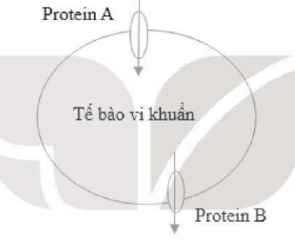 Một bạn học sinh copy hình vẽ một tế bào vi khuẩn và hai loại protein trên màng tế bào