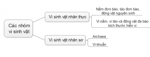 Điền các cụm từ thích hợp thay cho các số trong sơ đồ phân chia các nhóm vi sinh vật dưới đây