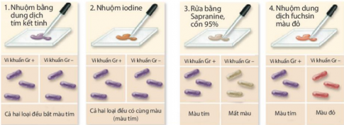 Sắp xếp các bước trong quy trình nhuộm Gram dưới đây theo đúng trình tự và chú thích vi khuẩn Gram âm, vi khuẩn Gram dương vào hình