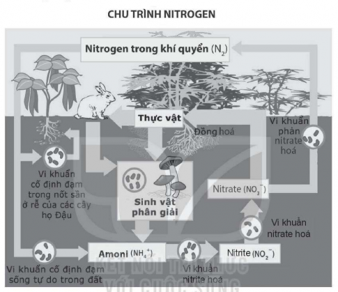 Dựa vào chu trình N2 dưới đây, em hãy cho biết khẳng định nào sau đây là không đúng